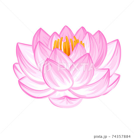 ロータスのイラスト素材