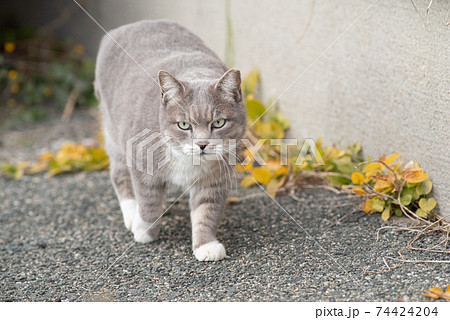 猫 ネコ 正面 歩くの写真素材