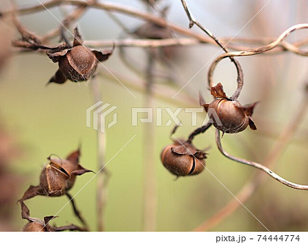 枯れたアサガオ 種子の写真素材