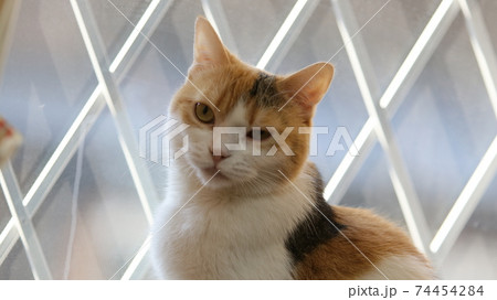動物 猫 ウインク ペットの写真素材