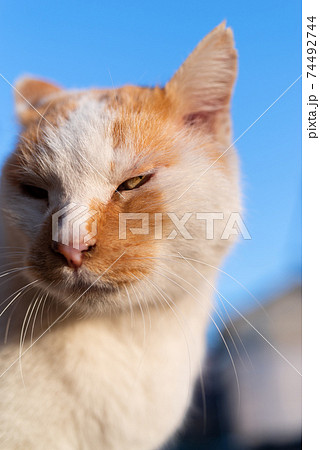 猫 顔 白猫 怒るの写真素材