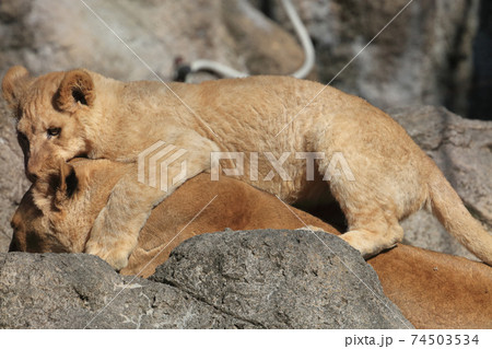 動物 ライオン 親子 母子の写真素材