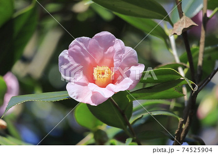 わびすけ 椿 侘助 ピンクの花の写真素材