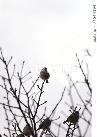 鳥 雀 すずめ 止まるの写真素材 Pixta