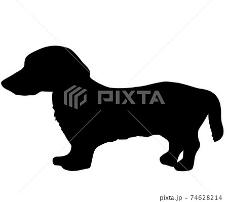 犬 ミニチュアダックスフンド 黒色 ペットのイラスト素材