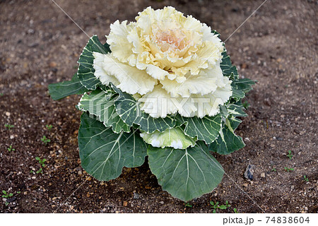 物事に動じないの写真素材