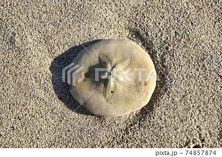 Peronella lesueuri殻