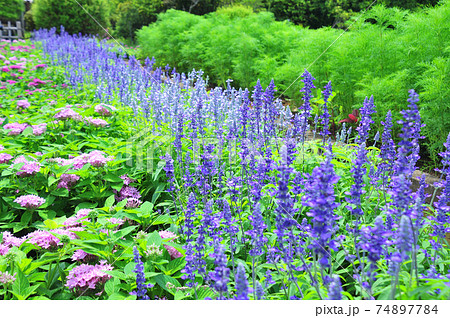 ペンタス 花壇の写真素材