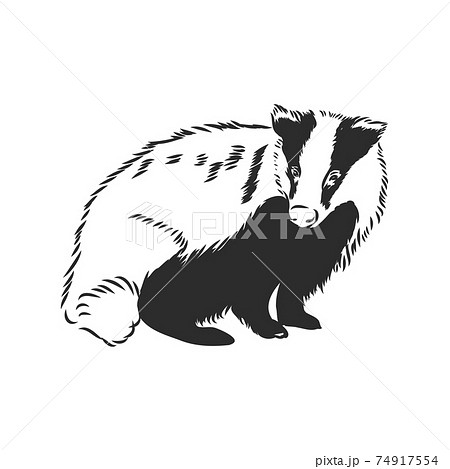 アナグマ かわいいのイラスト素材 Pixta