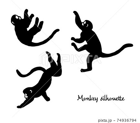 猿園のイラスト素材