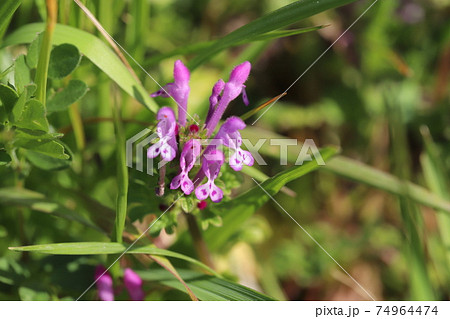 雑草 薄ピンク 花 ピンクの写真素材