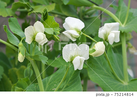 鑑賞野菜の写真素材