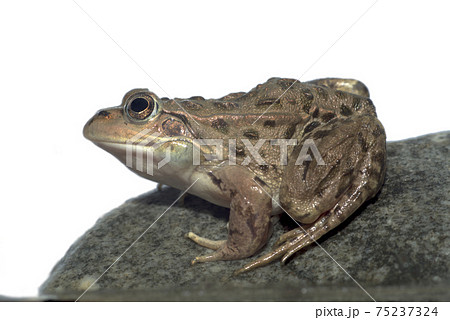 カエル 動物 茶色 小さいの写真素材