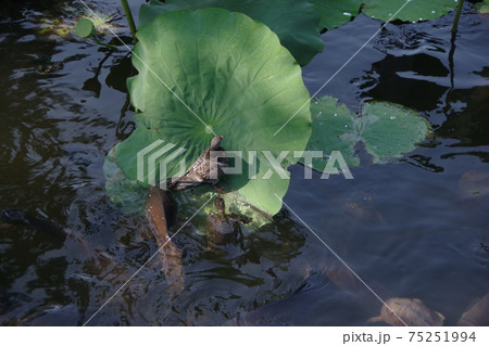 ハスの葉 蓮の葉 葉 カメの写真素材 - PIXTA
