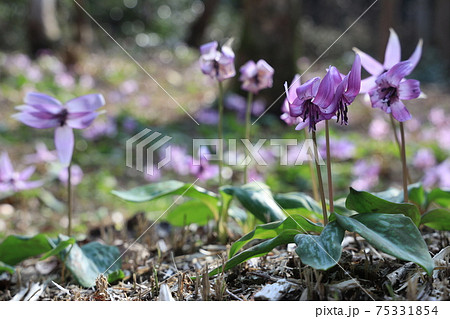 花 春 紫 単子葉植物の写真素材