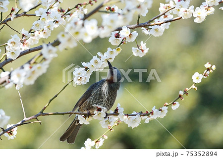 梅の花の写真素材集 ピクスタ