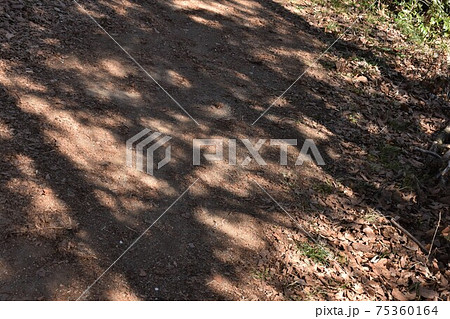 地面 テクスチャ 雑草 歩道の写真素材