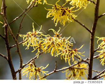 花 万作 植物 春の写真素材