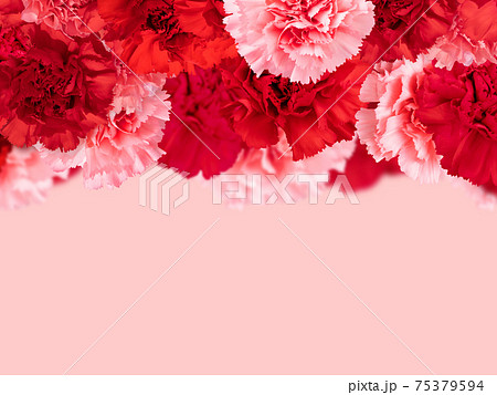 バラの花びら 花びら テクスチャ 背景素材のイラスト素材