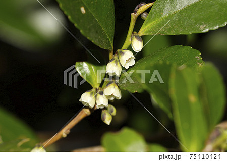 ビシャコ 花の写真素材