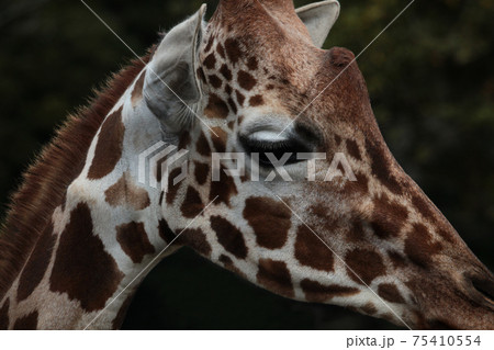 ジラフ動物 キリン