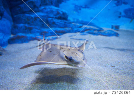 エイ 魚 壁紙 綺麗の写真素材