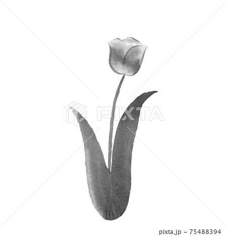 お花 チューリップ 花 水墨画のイラスト素材