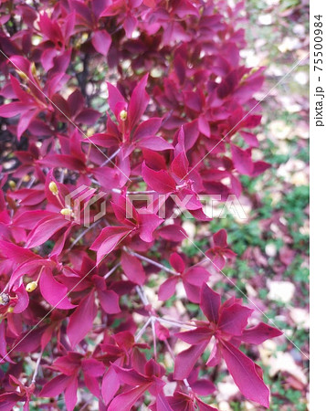 紅葉 ツツジ 赤い葉 つつじの写真素材