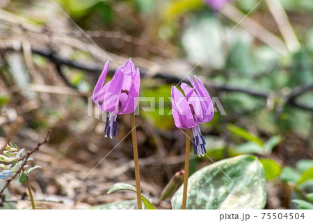 豬牙花野草野花北海道照片素材 豬牙花野草野花北海道照片素材