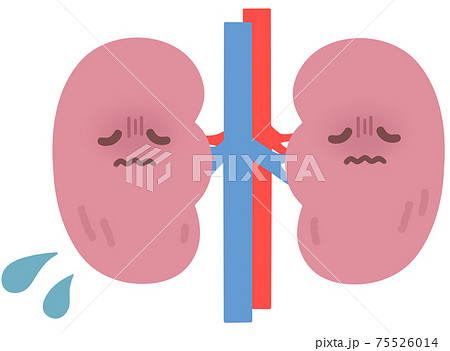 腎臓のイラスト素材
