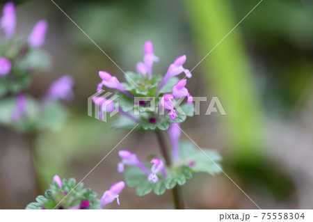 薄紫の花 雑草の写真素材