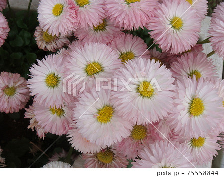 イタリア国花 イタリアの写真素材