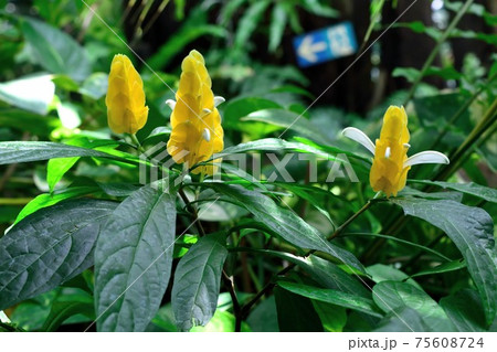 花 ルテア 観葉植物 黄色い花の写真素材