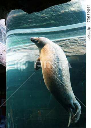 円柱水槽 アザラシ 動物園の写真素材