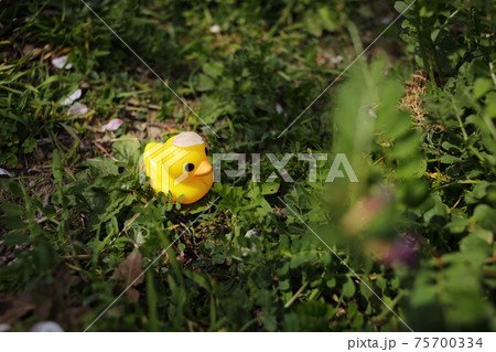 黄色 鳥 おもちゃ 緑の写真素材