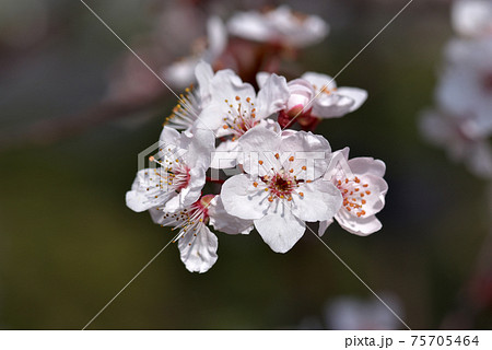 桜に似た花の写真素材