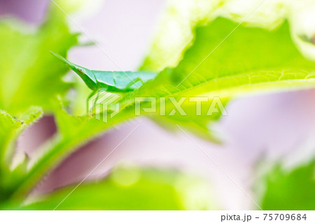 バッタ シソの葉 虫 紫蘇の葉の写真素材