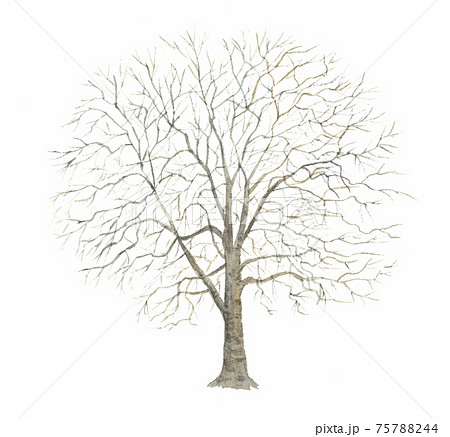プラタナスのイラスト素材