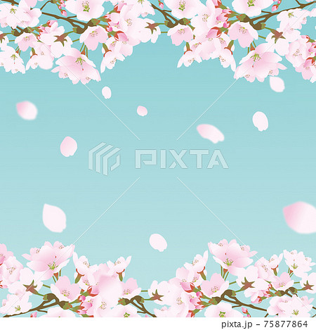 桜 花 花びら 春のイラスト素材