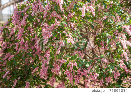 初春の花木の写真素材