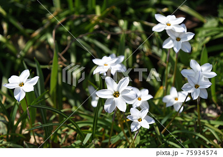 南米原産 花の写真素材