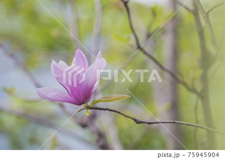 花 ピンク色 コブシ 美しいの写真素材