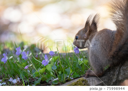 子ども リス エゾリス 春の写真素材