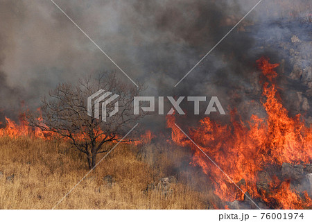 森林火災の写真素材