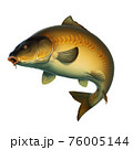 Carp fish (koi) realism isolate illustration.のイラスト素材 [75846548] - PIXTA