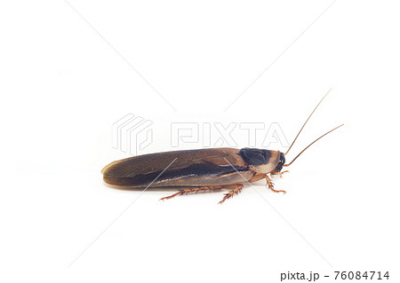 白背景のゴキブリのオスの成虫 デュビア アルゼンチンゴキブリ の写真素材