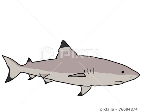 ツマグロ鮫のイラスト素材