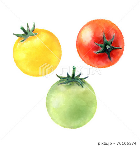 ミニトマト栽培のイラスト素材