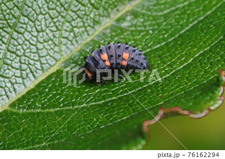 虫 幼虫 てんとう虫 テントウムシの写真素材