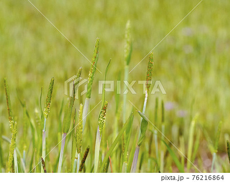 雀の鉄砲 草 雑草の写真素材